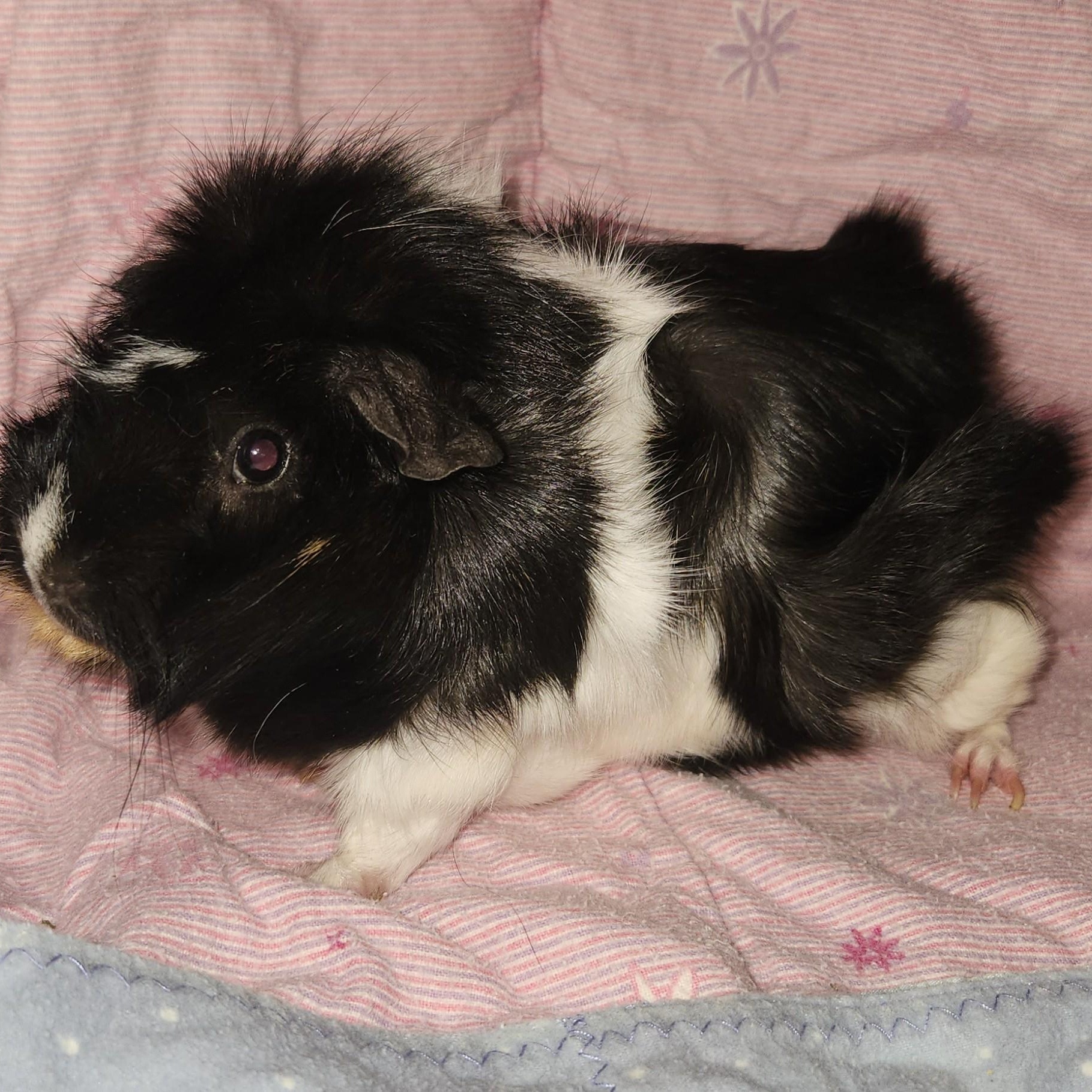 Enlarge Oreo & Blondie, an adoptable Abyssinian in Everett, ON image 2/2