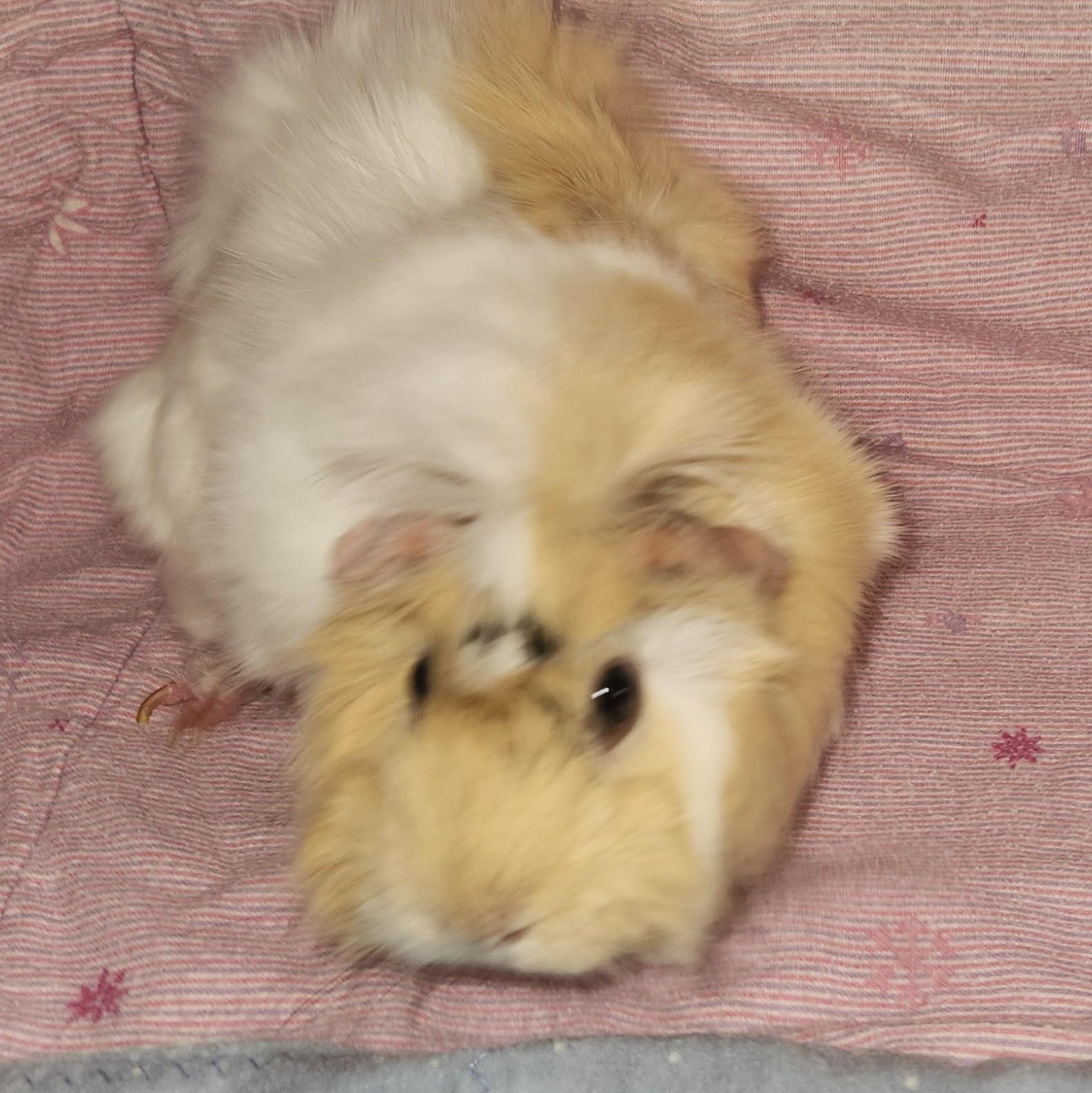 Oreo & Blondie