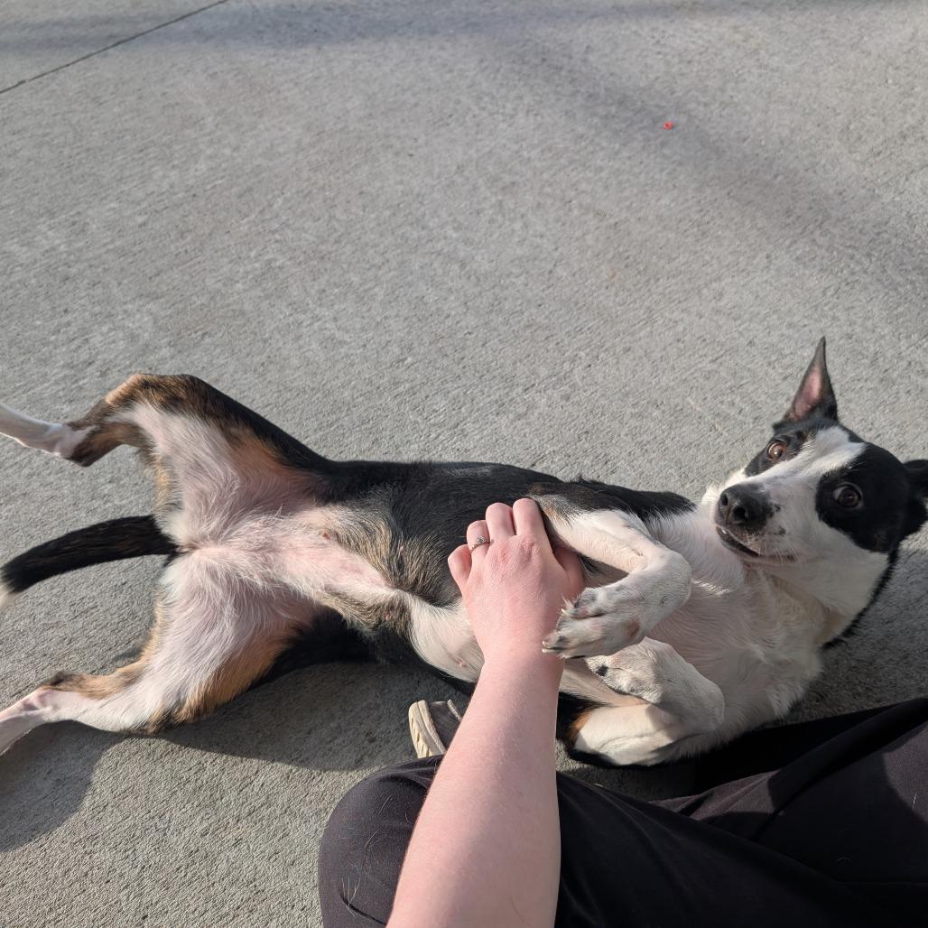 Princess, Adoptable, Senior Female Border Collie.