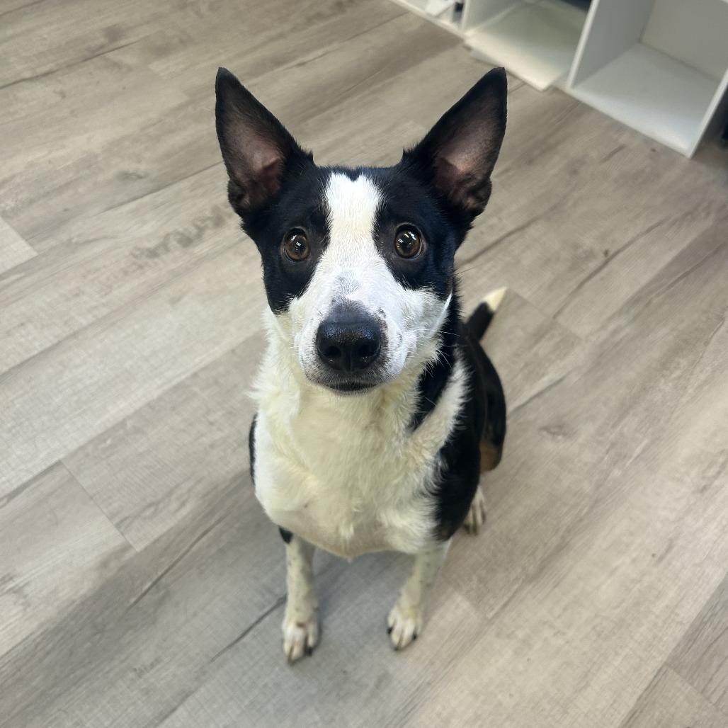 Princess, Adoptable, Senior Female Border Collie.