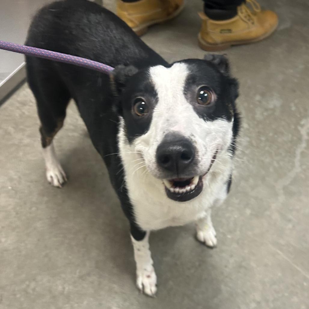 Enlarge Princess, a Adoptable mixed breed in Emporia, KS image 2/2