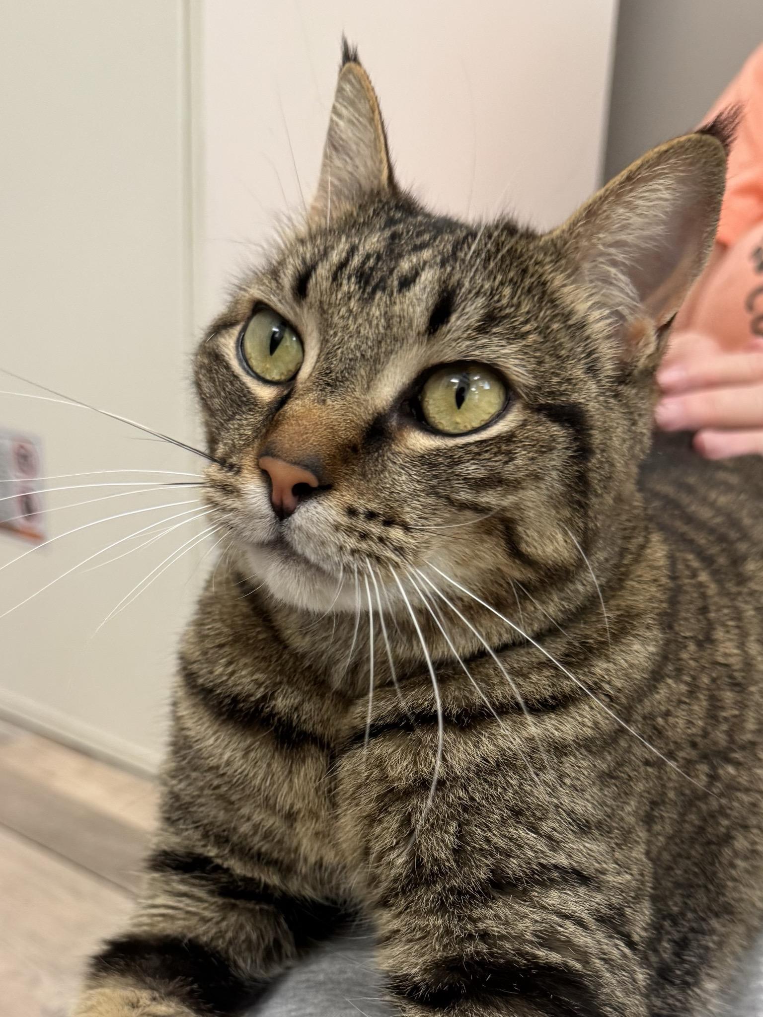 Kahlúa, ADOPTABLE, Adult Female Domestic Short Hair.