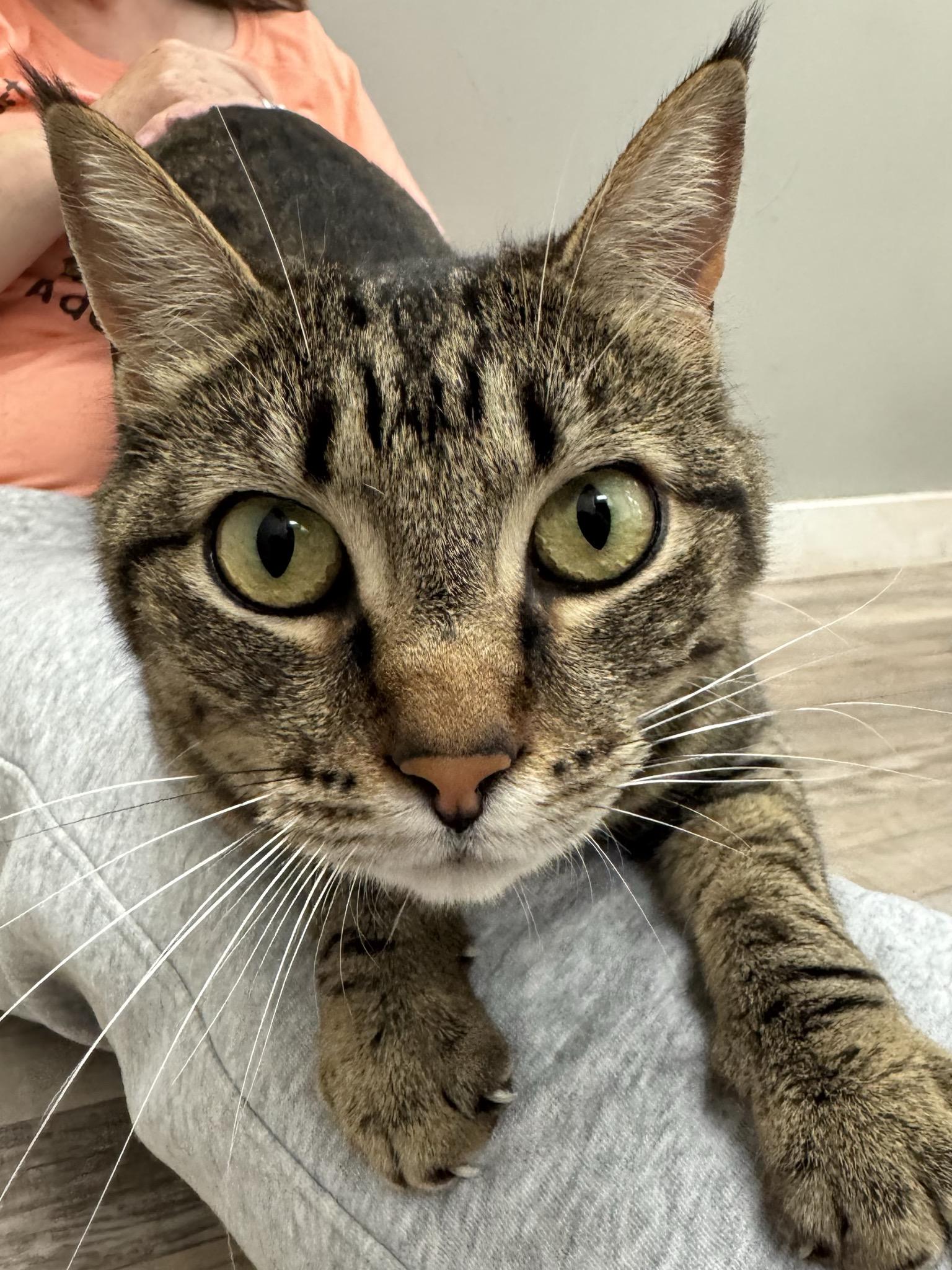 Enlarge Kahlúa, a ADOPTABLE Domestic Short Hair in Petaluma, CA image 2/2