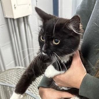 Sugarplum, a Adoptable Domestic Medium Hair in Coos Bay, OR image 1/2