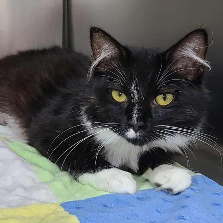 Sugarplum, a Adoptable Domestic Medium Hair in Coos Bay, OR image 2/2