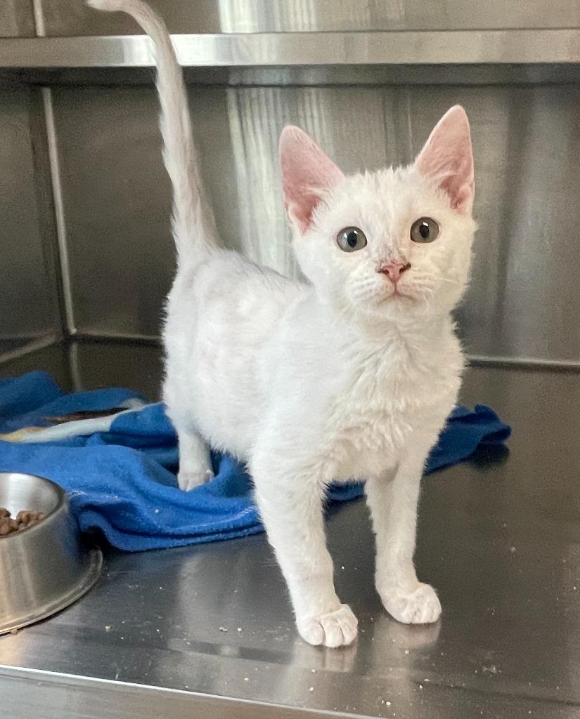 Enlarge Blanche, a Adoptable Domestic Short Hair in Decorah, IA image 1/2