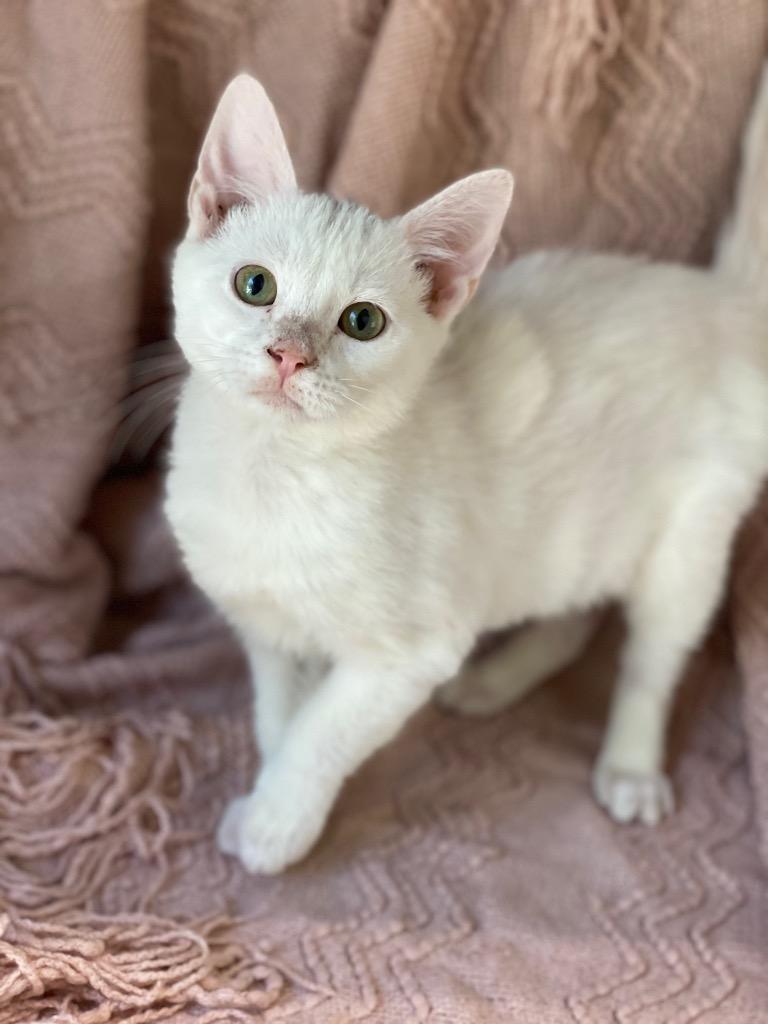 Enlarge Blanche, a Adoptable Domestic Short Hair in Decorah, IA image 2/2