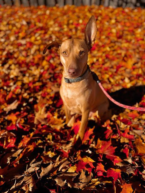 Enlarge Justine, a ADOPTABLE mixed breed in Oakville, ON image 2/6