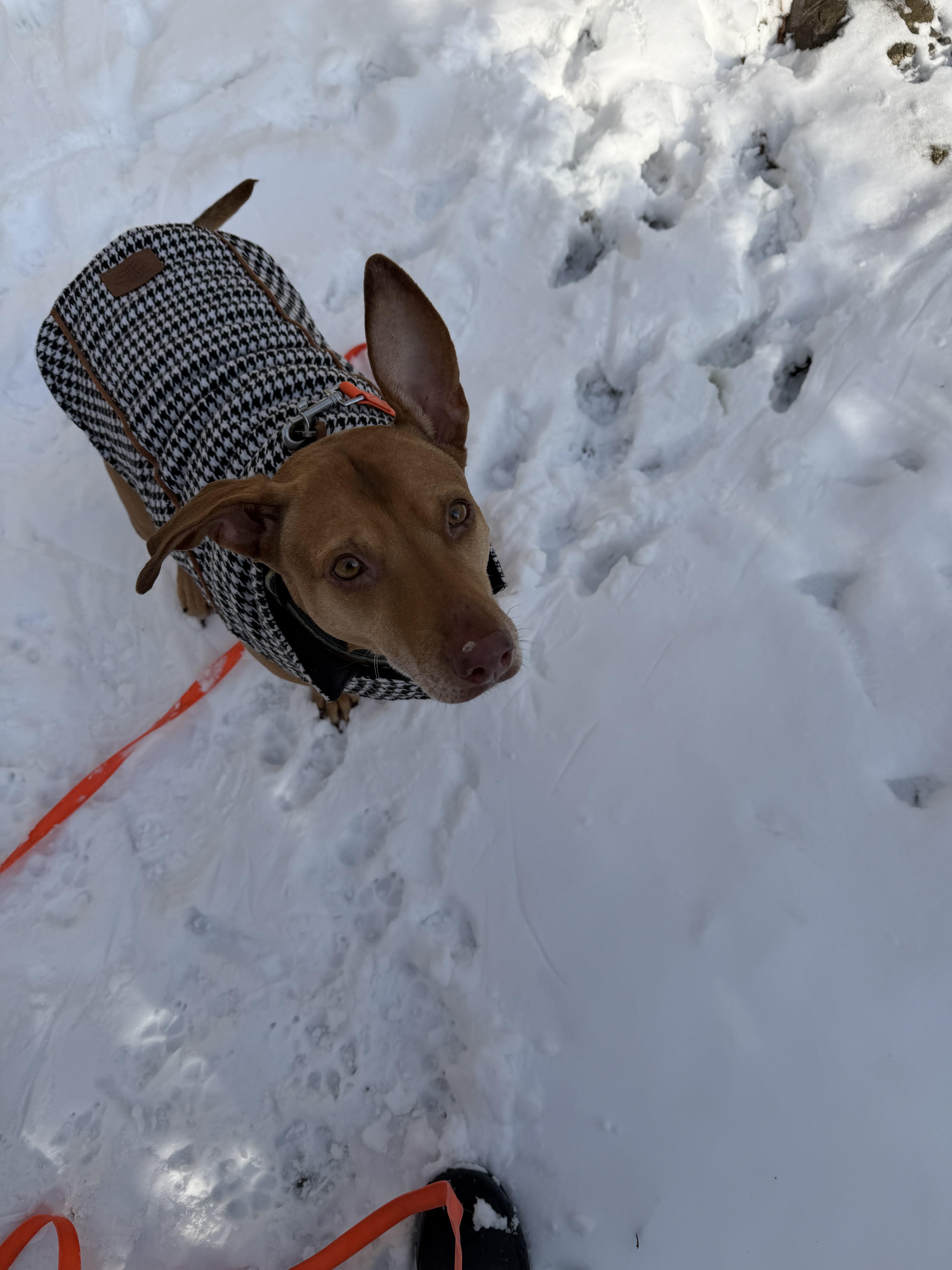 Enlarge Justine, a ADOPTABLE mixed breed in Oakville, ON image 4/6
