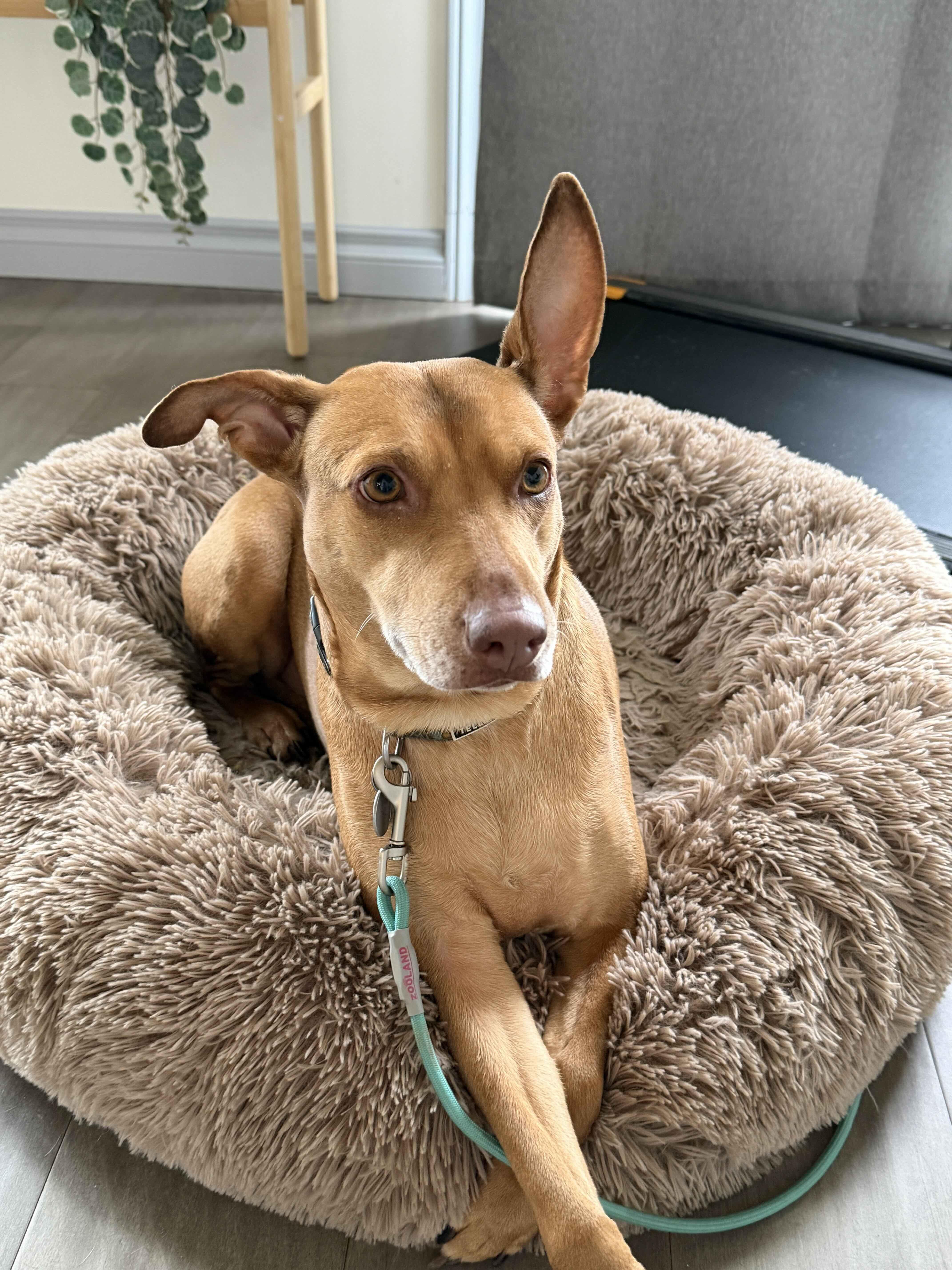 Enlarge Justine, a ADOPTABLE mixed breed in Oakville, ON image 6/6