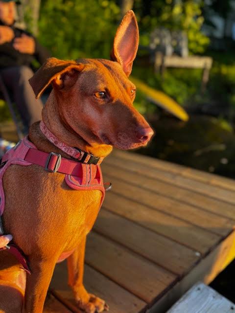 Enlarge Justine, a ADOPTABLE mixed breed in Oakville, ON image 3/6