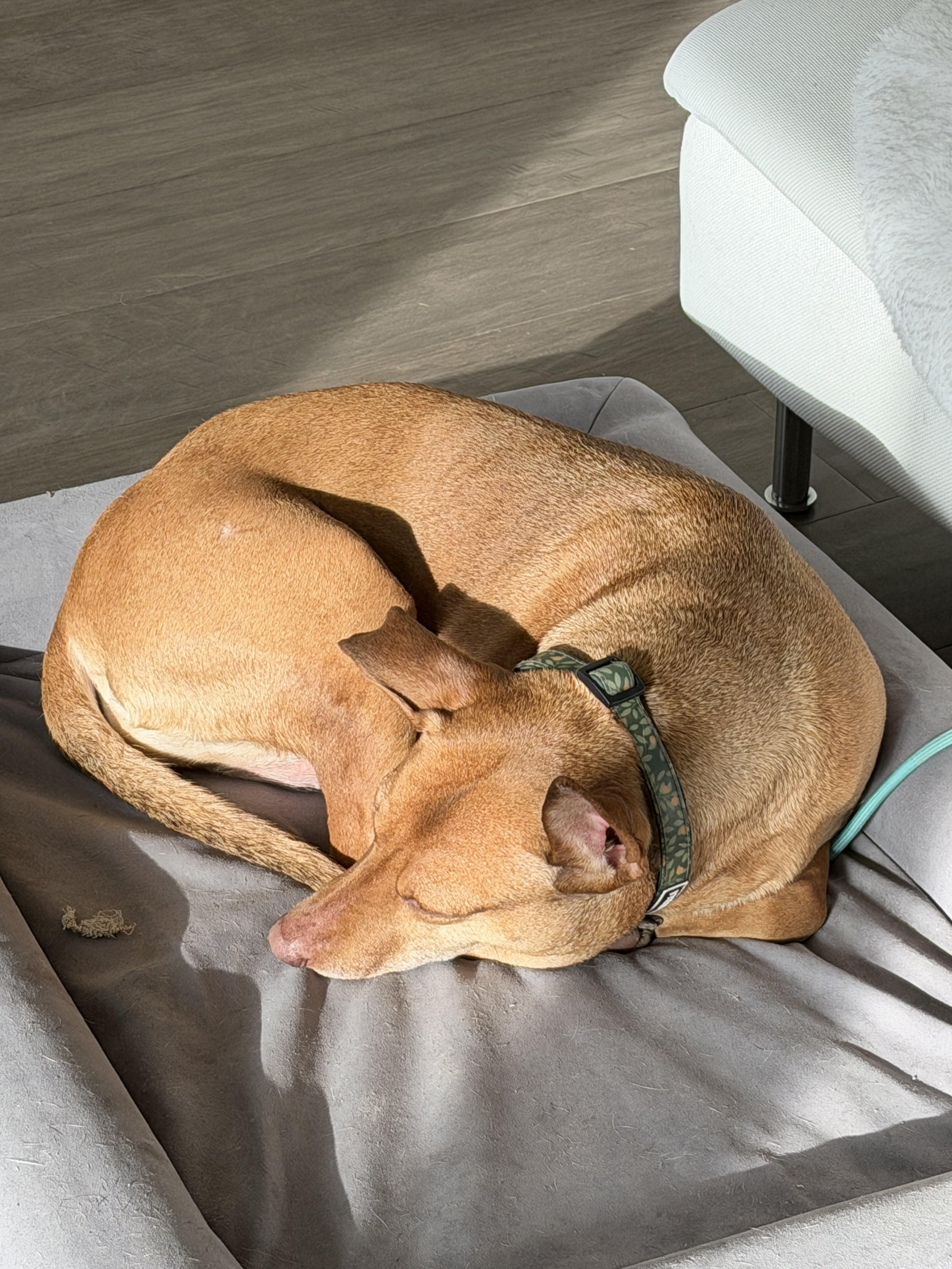 Enlarge Justine, a ADOPTABLE mixed breed in Oakville, ON image 5/6