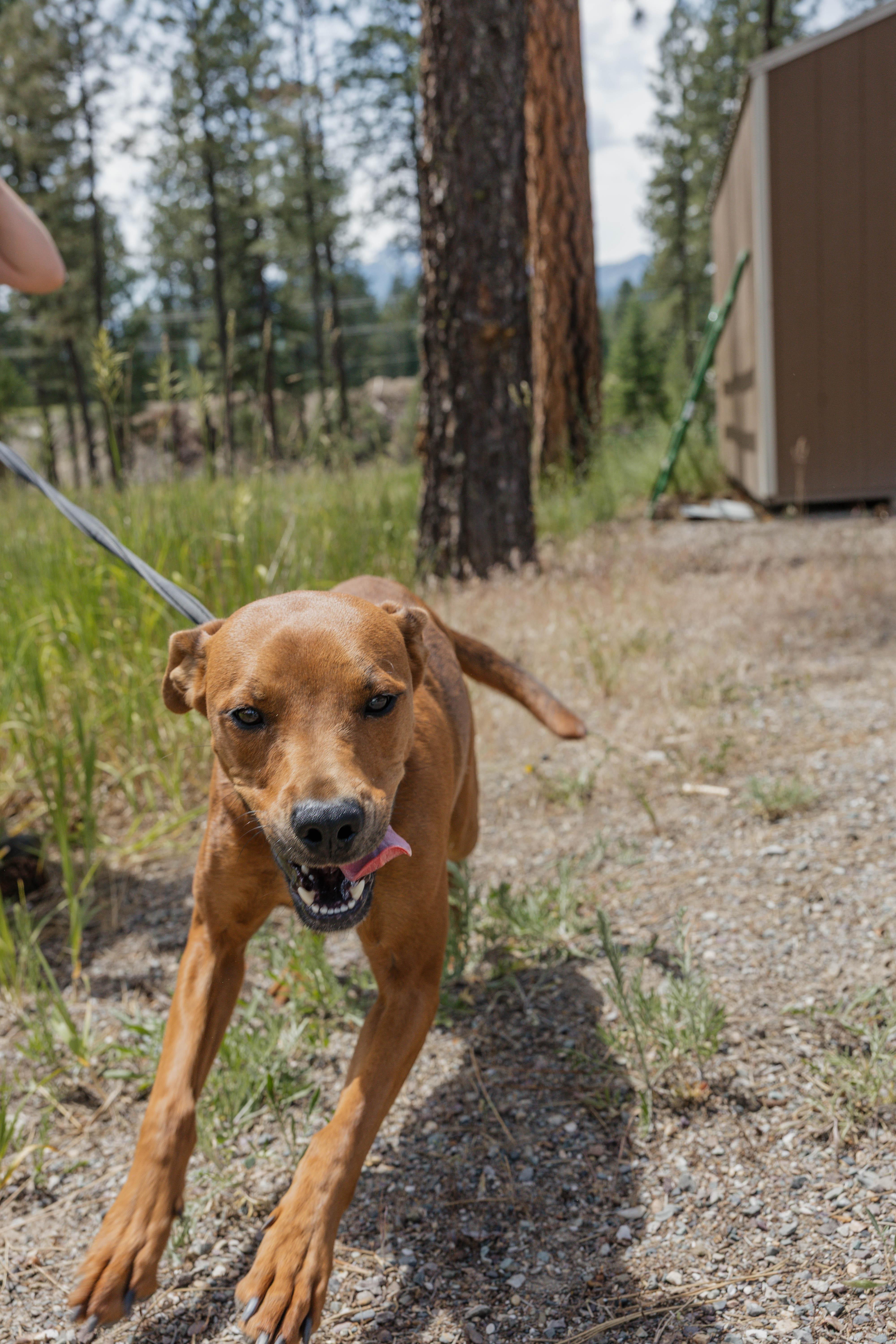 Annie, an adoptable Vizsla in Libby, MT, 59923 | Photo Image 1