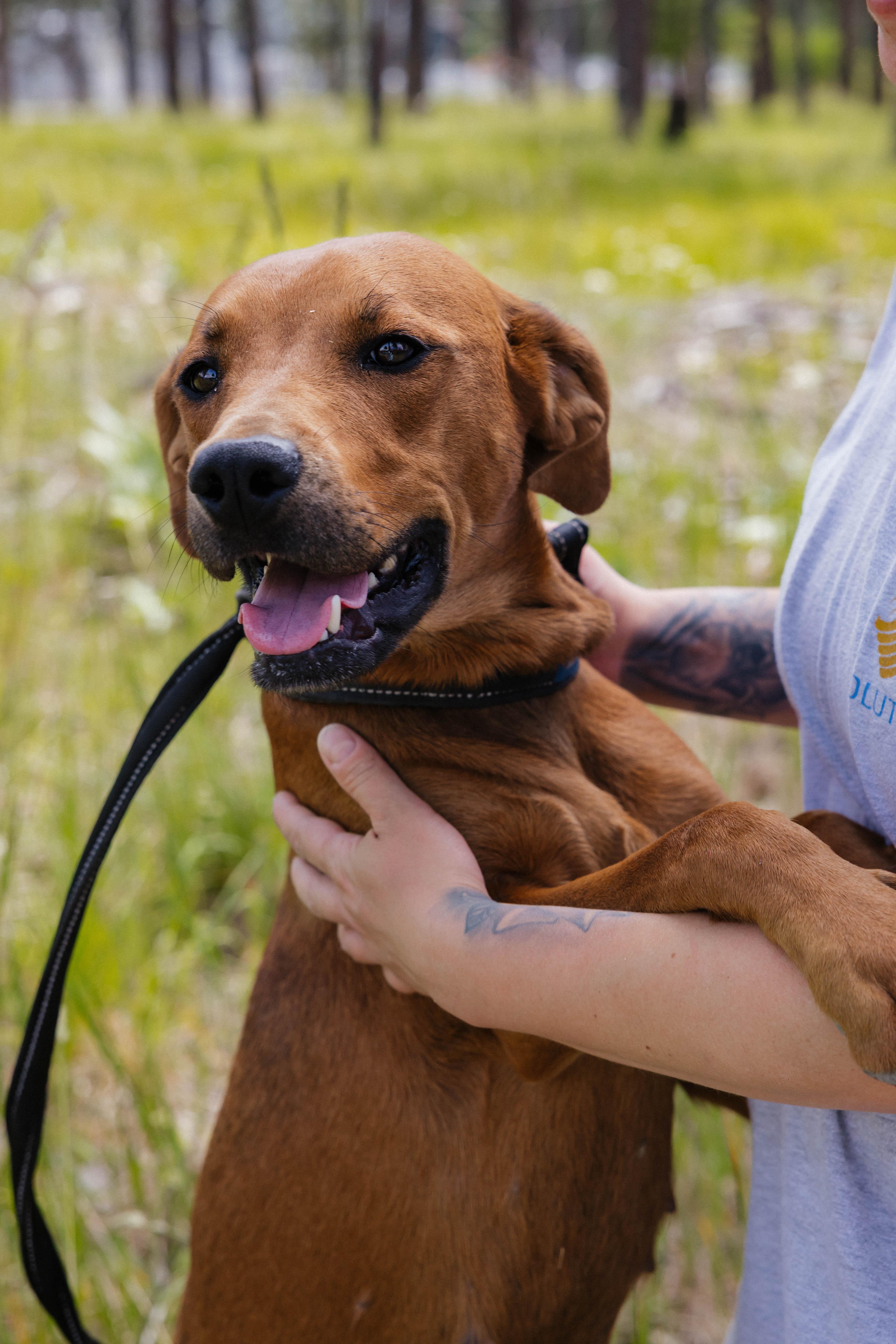 Annie, a Adoptable mixed breed in Libby, MT image 2/3