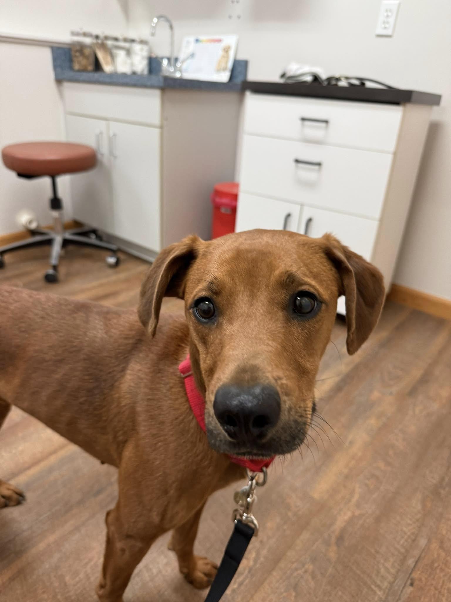 Annie, an adoptable Vizsla in Libby, MT, 59923 | Photo Image 3