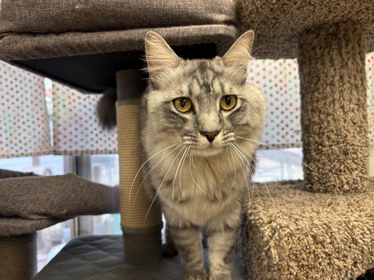 Enlarge Smokey, an adopted Domestic Medium Hair in Carson City, NV image 2/2