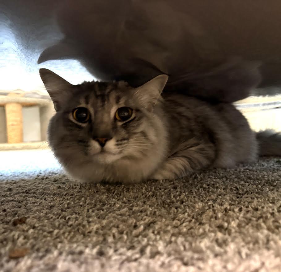 Enlarge Smokey, an adopted Domestic Medium Hair in Carson City, NV image 1/2