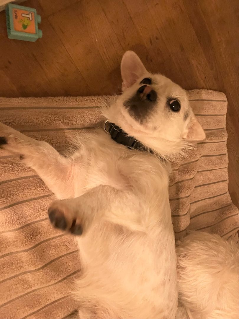 Henley, Adoptable, Young Male Terrier & Corgi.