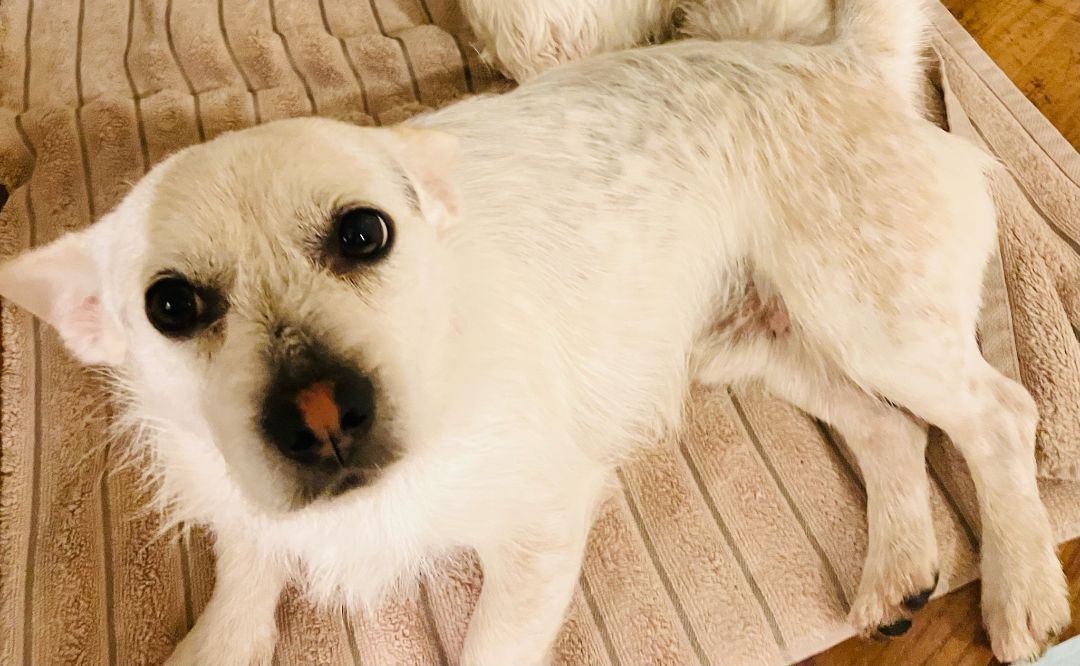 Henley, a Adoptable mixed breed in Buena Park, CA image 2/2