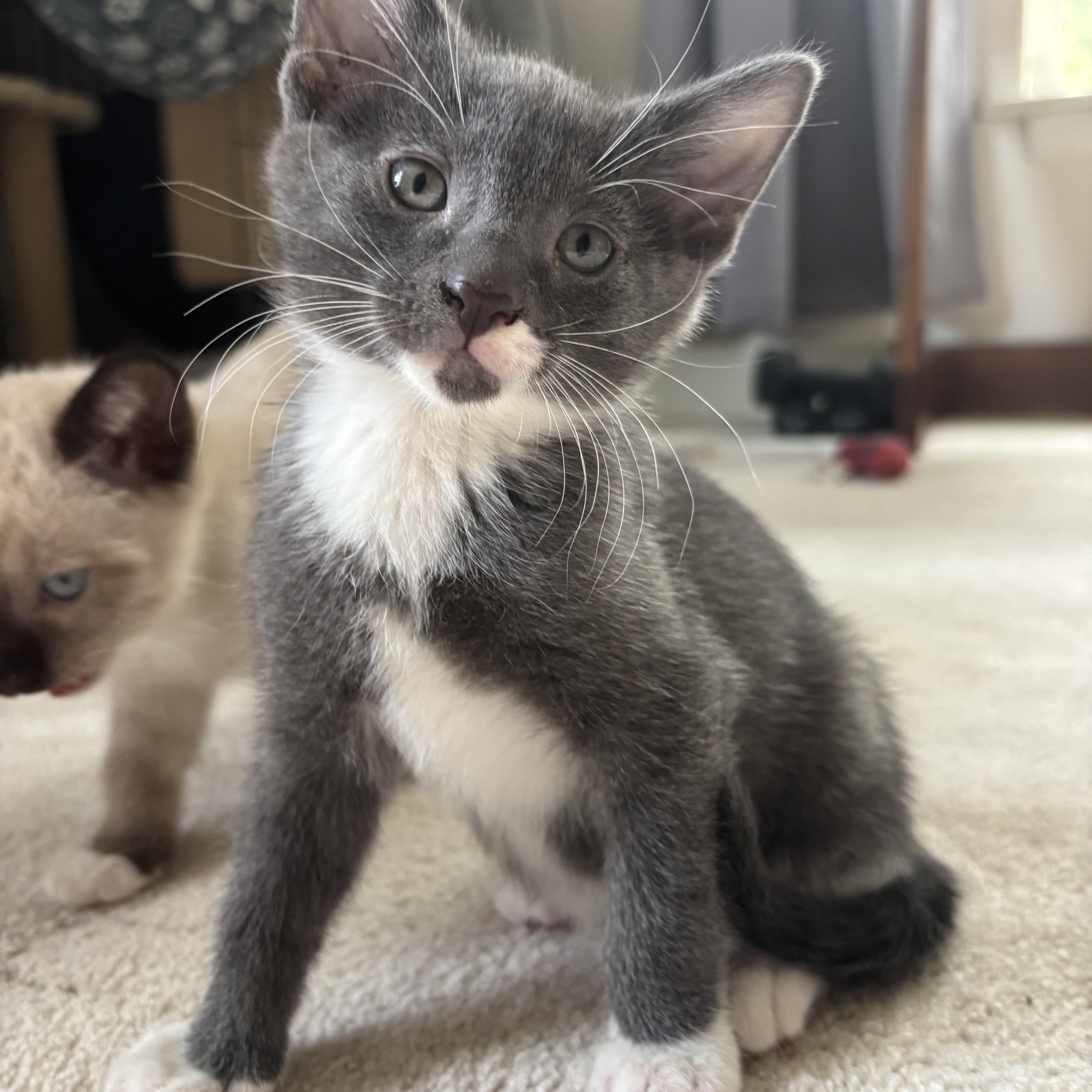 Bruce - Avengers Kittens, adopted, Kitten Male Russian Blue.