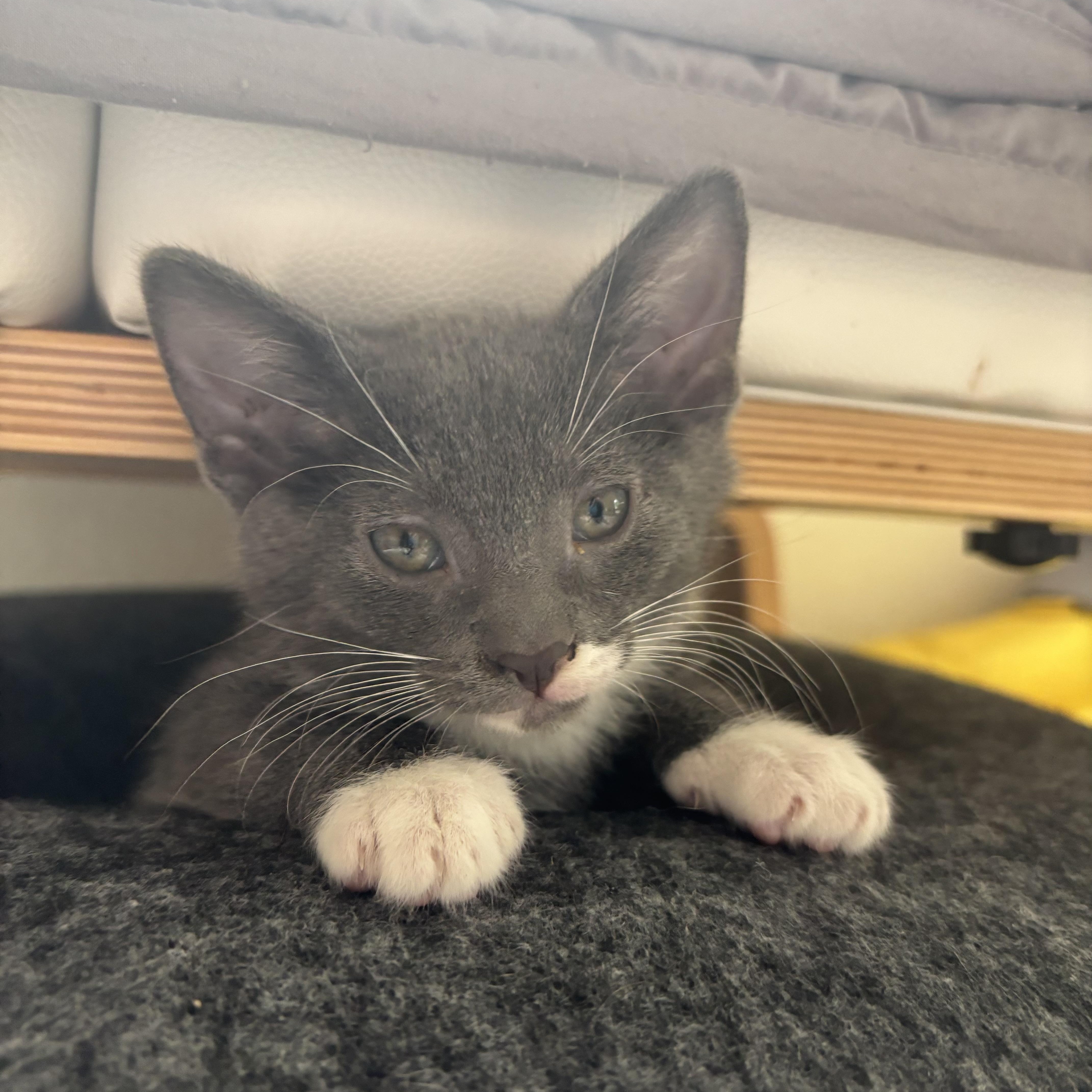 Bruce - Avengers Kittens, an adopted mixed breed in Glastonbury, CT image 2/2