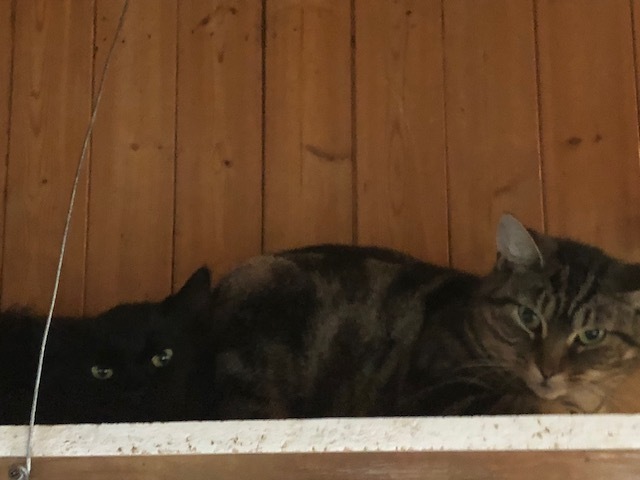 CHATS DE GRANGE/BARN CATS (CR/SC) 5