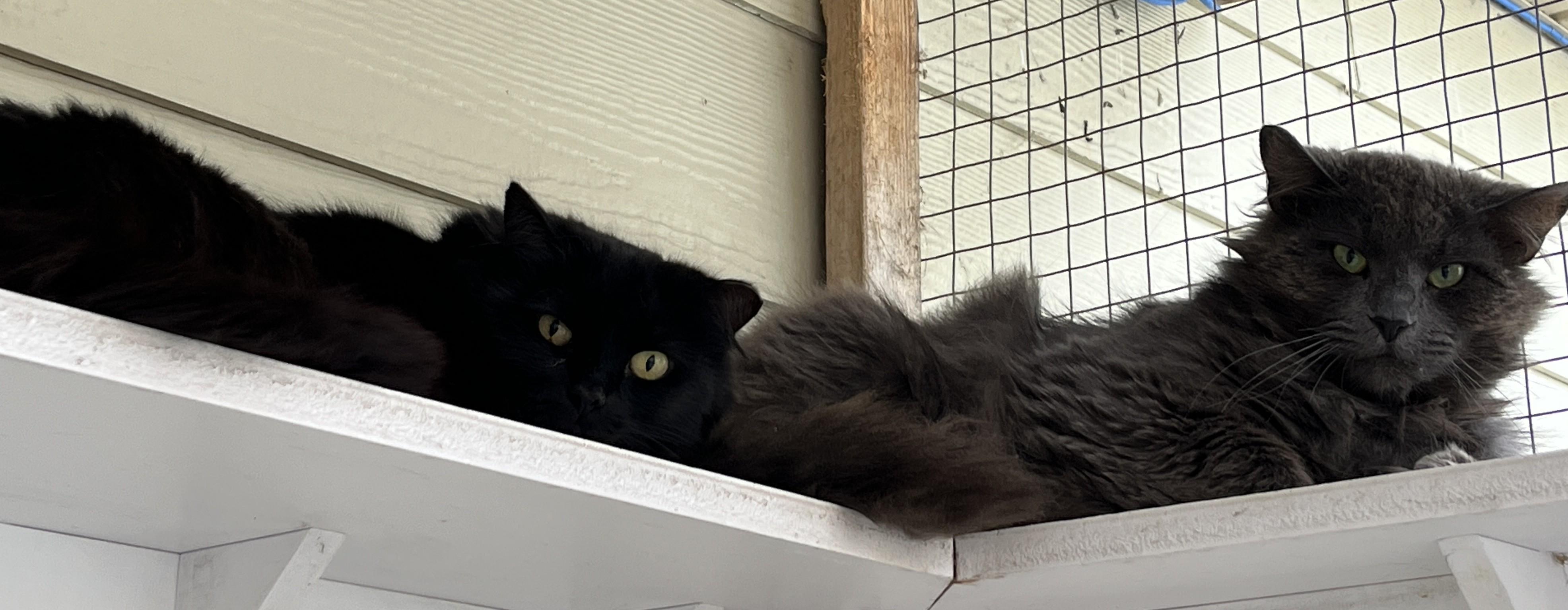 CHATS DE GRANGE/BARN CATS (CR/SC)