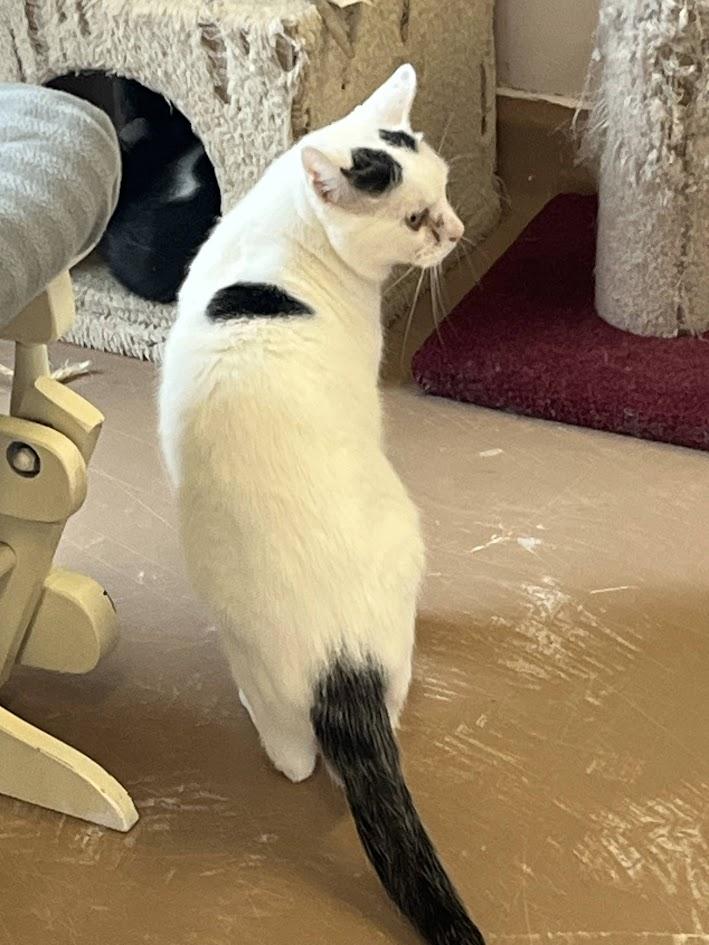 CHATS DE GRANGE/BARN CATS (CR/SC) 3