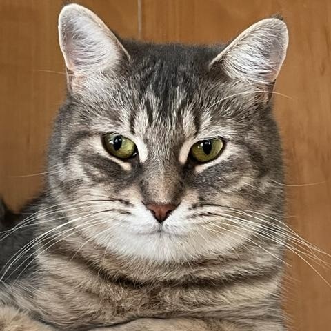 CHATS DE GRANGE/BARN CATS (CR/SC) 4