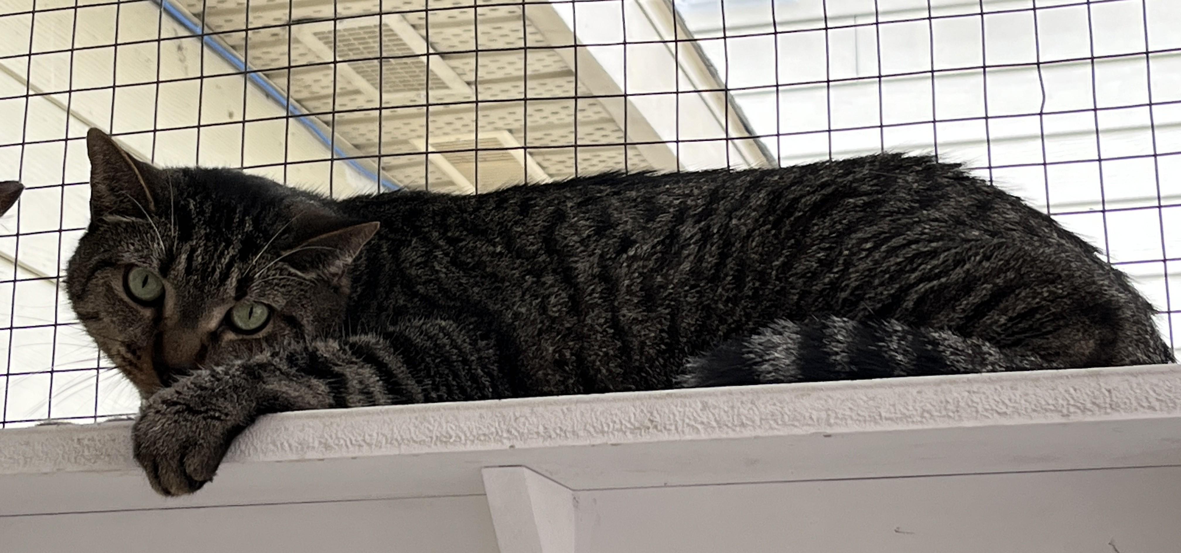 CHATS DE GRANGE/BARN CATS (CR/SC), a Adoptable Domestic Short Hair in Sainte-Angele-de-Monnoir, QC image 2/5