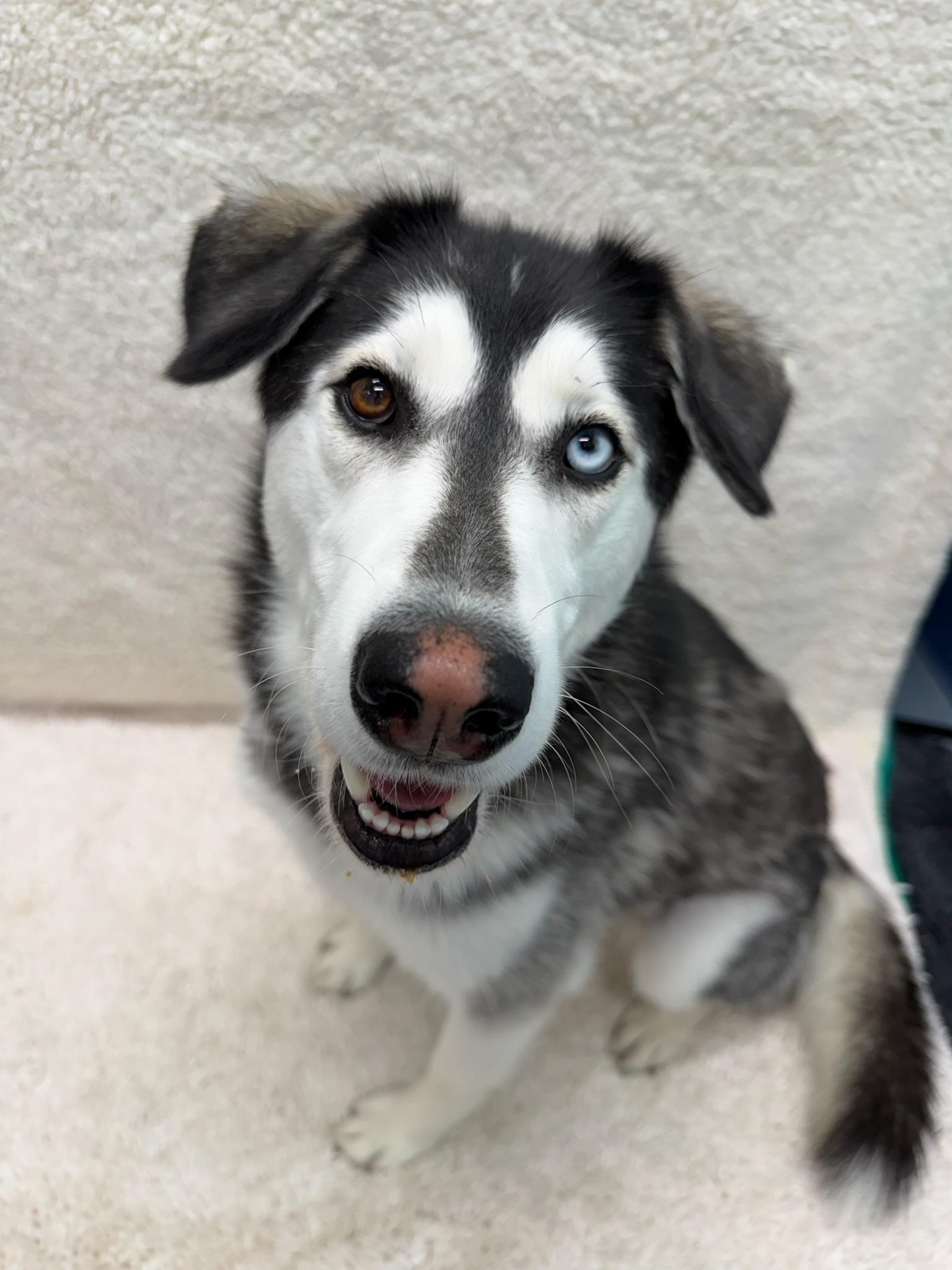Maya Tag 648, ADOPTABLE, Young Female Husky.