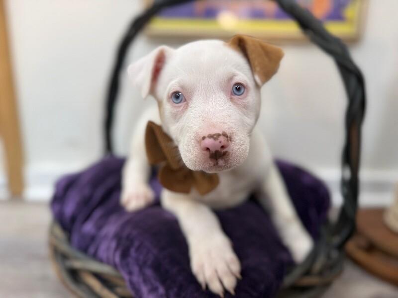 Snow White — thumbnail 3