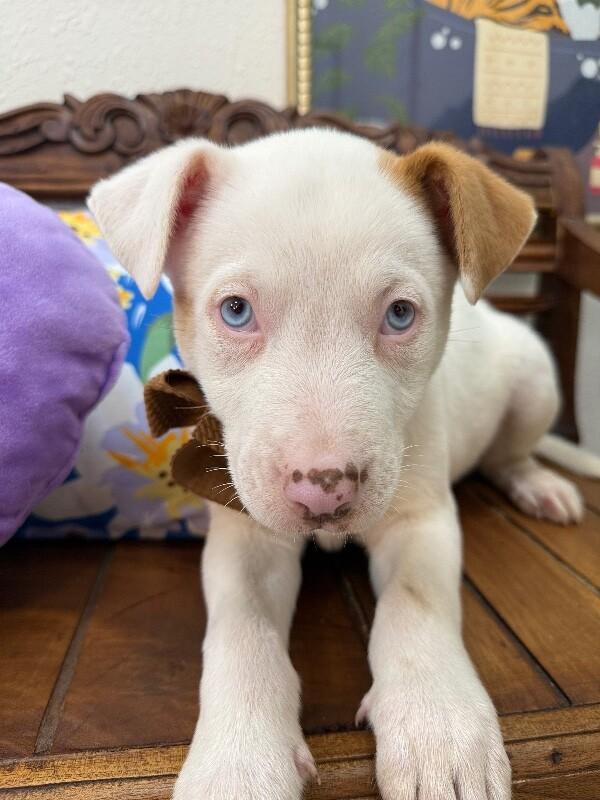 Snow White — thumbnail 5