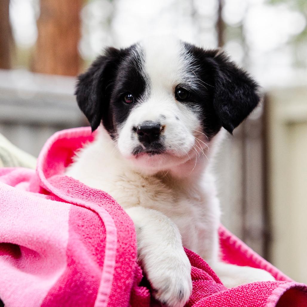 Enlarge Tuxedo Mask, a Adoptable mixed breed in Incline Village, NV image 1/3