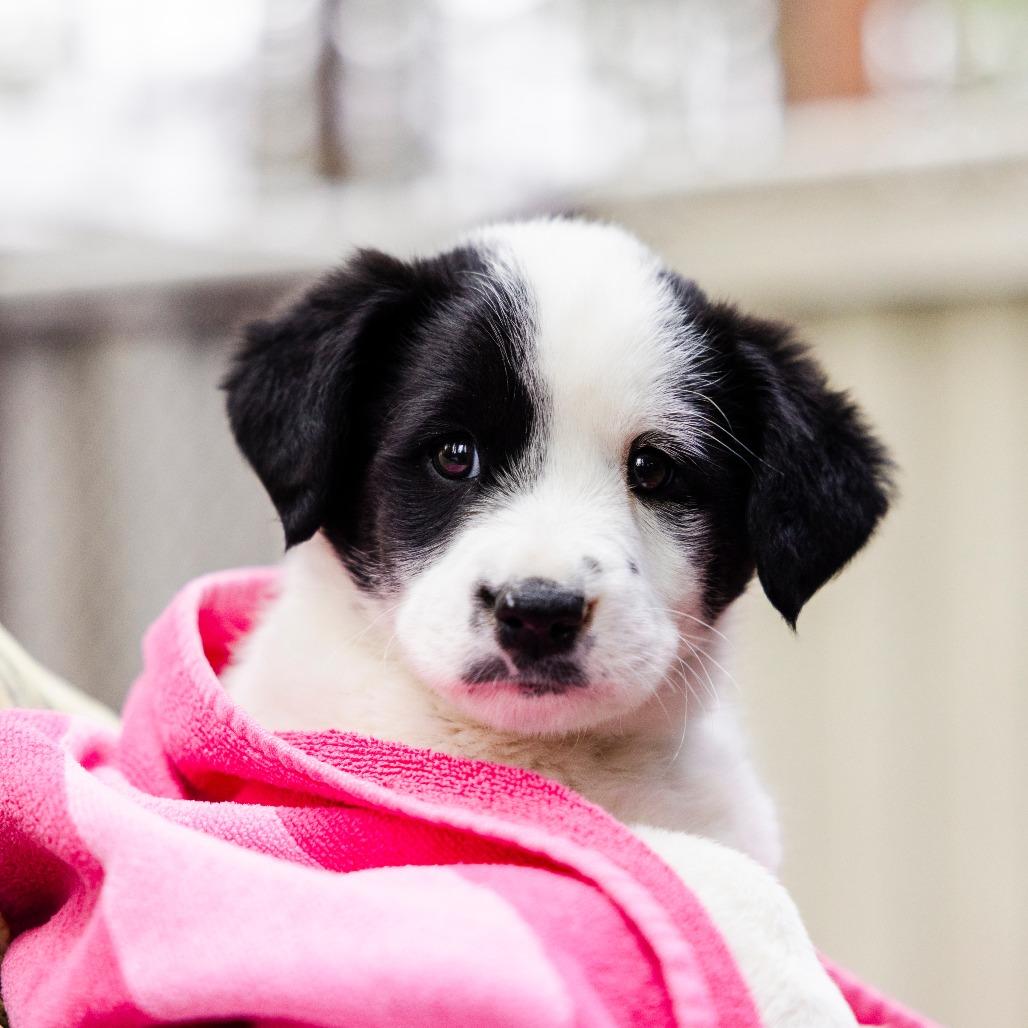 Enlarge Tuxedo Mask, a Adoptable mixed breed in Incline Village, NV image 2/3