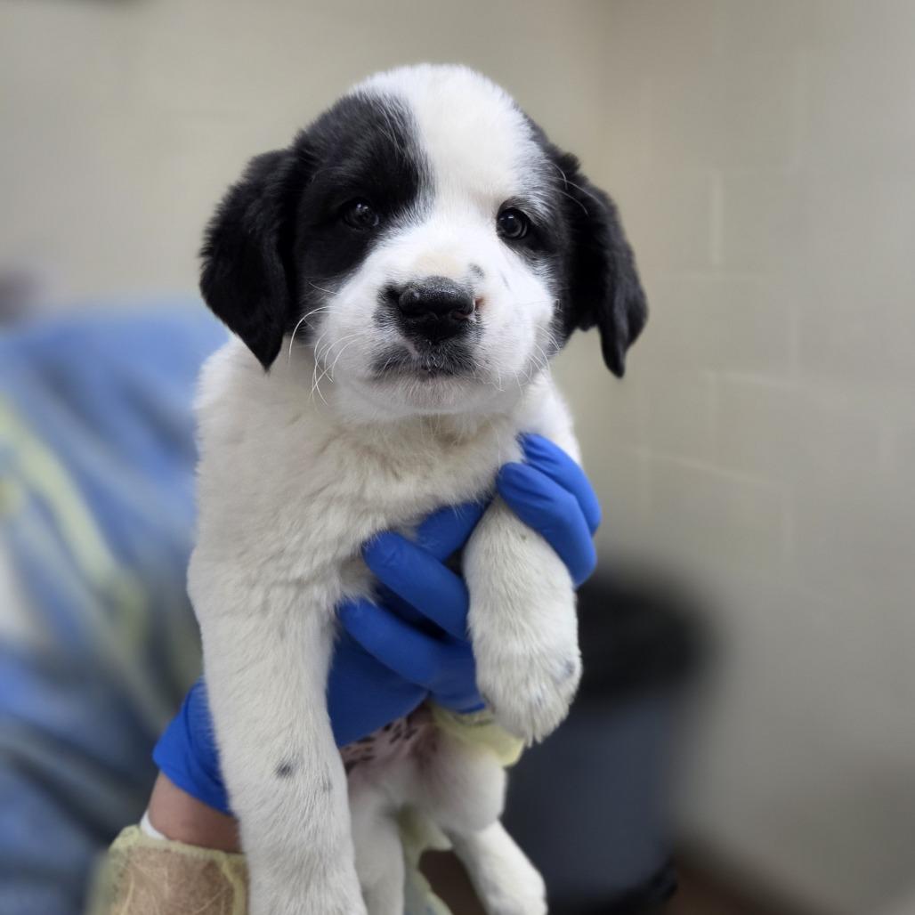 Enlarge Tuxedo Mask, a Adoptable mixed breed in Incline Village, NV image 3/3
