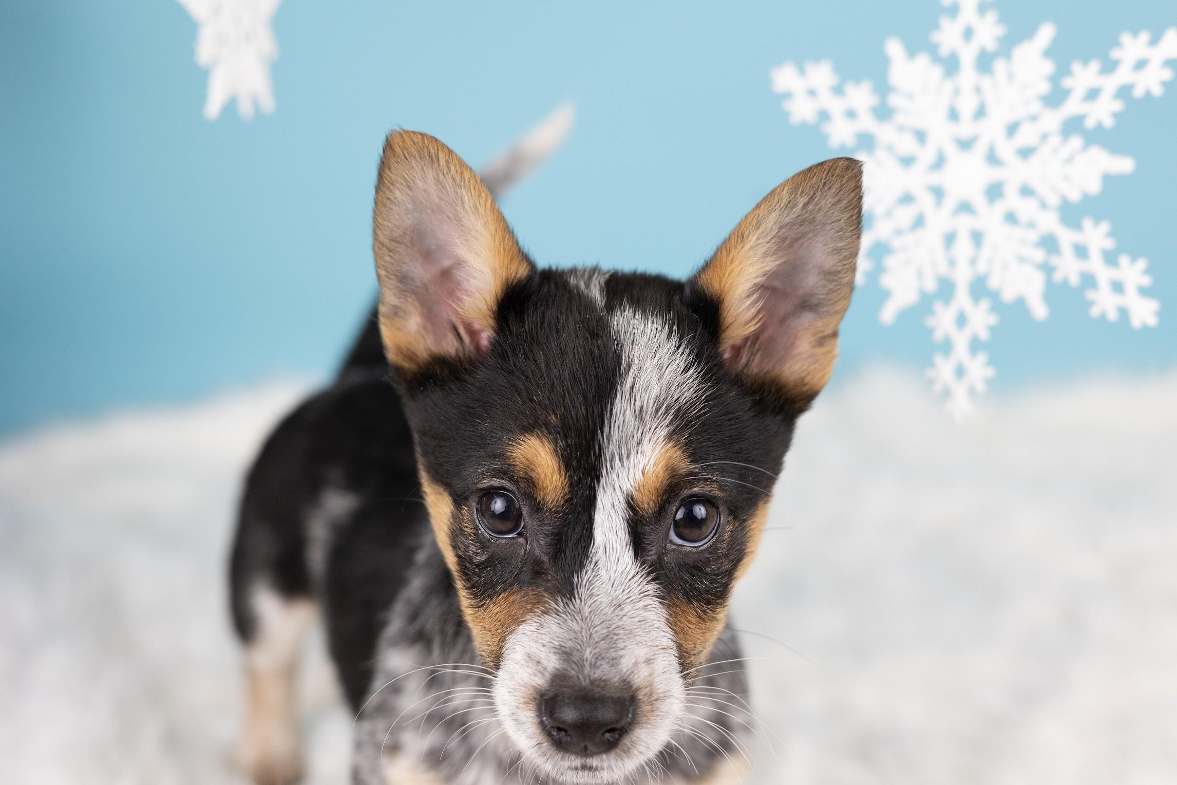 Enlarge Smoke, a ADOPTABLE mixed breed in Whitestown, IN image 3/4