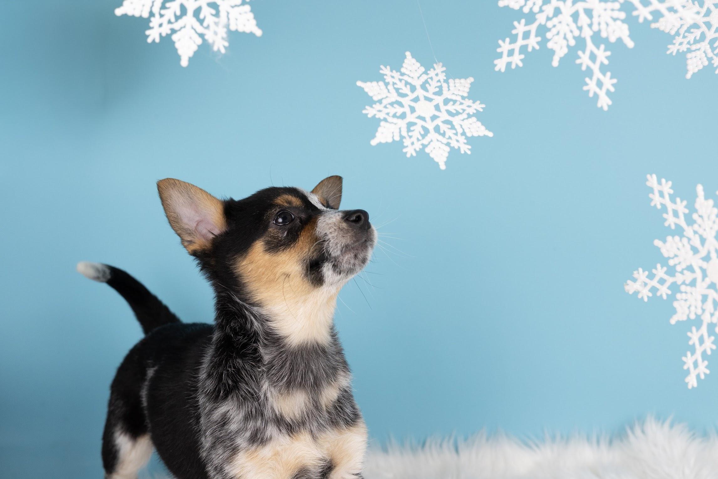 Enlarge Smoke, a ADOPTABLE mixed breed in Whitestown, IN image 2/4