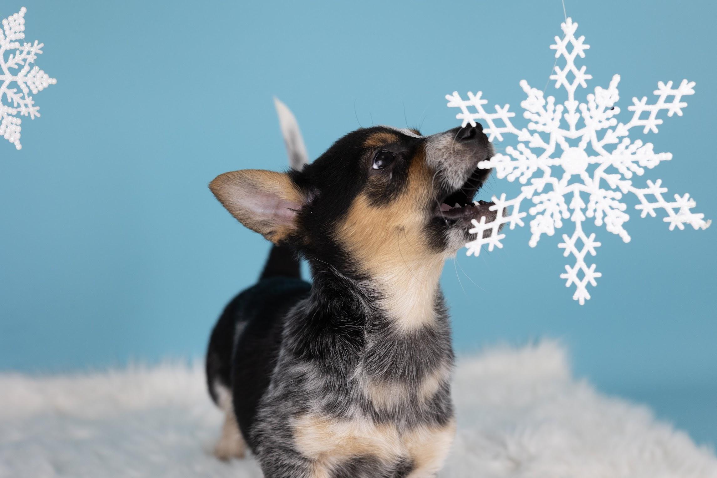 Enlarge Smoke, a ADOPTABLE mixed breed in Whitestown, IN image 4/4