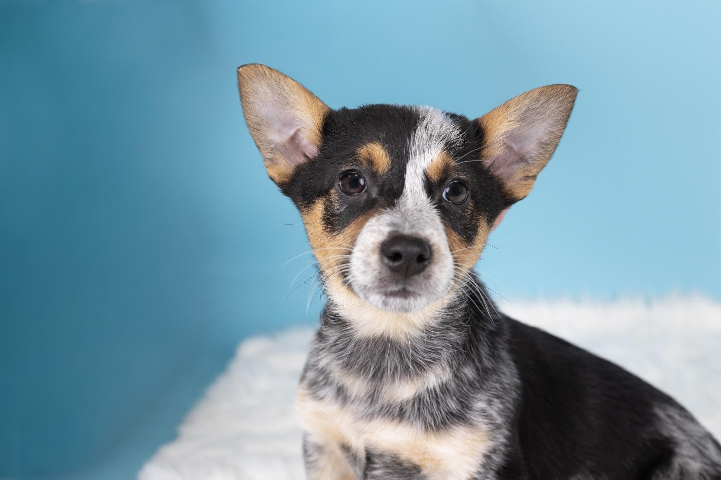 Enlarge Smoke, a ADOPTABLE mixed breed in Whitestown, IN image 1/4