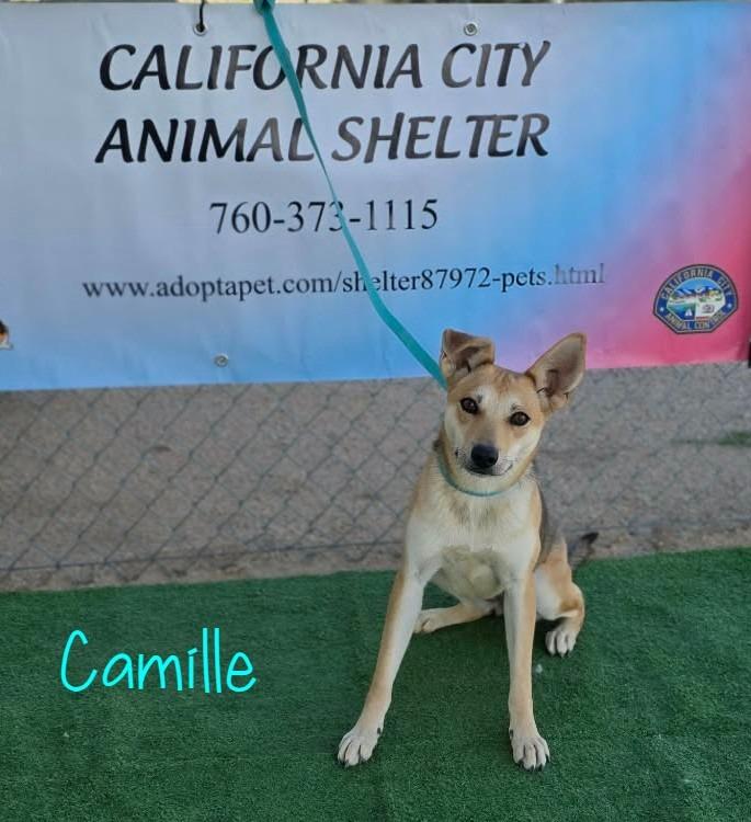 Camille, Adoptable, Young Female Whippet & Boxer.