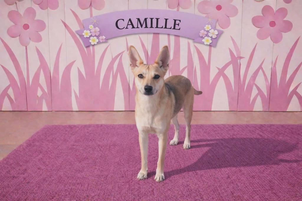 Enlarge Camille, a Adoptable mixed breed in California City, CA image 2/6
