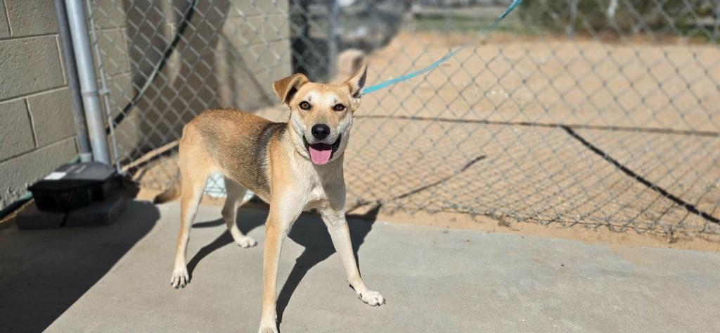 Enlarge Camille, a Adoptable mixed breed in California City, CA image 3/6