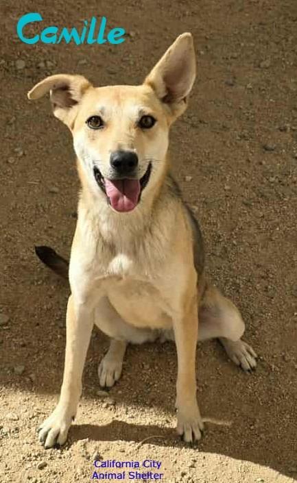Enlarge Camille, a Adoptable mixed breed in California City, CA image 4/6