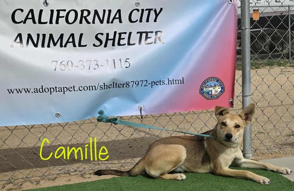 Enlarge Camille, a Adoptable mixed breed in California City, CA image 6/6