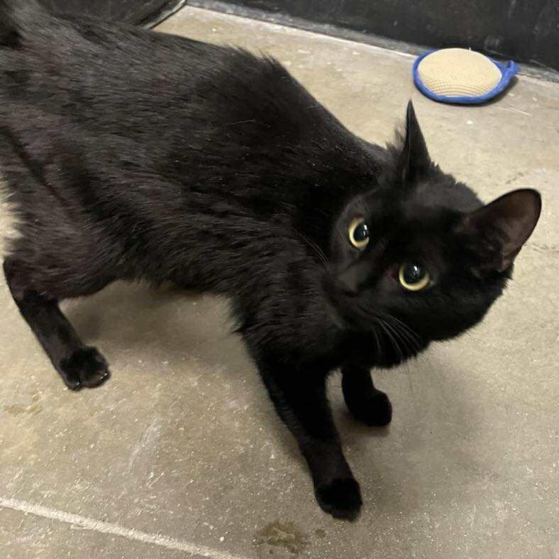 Enlarge Clatty @ Livonia PetSmart ~Adoptedd 3/7/26, an adopted mixed breed in Livonia, MI image 1/4