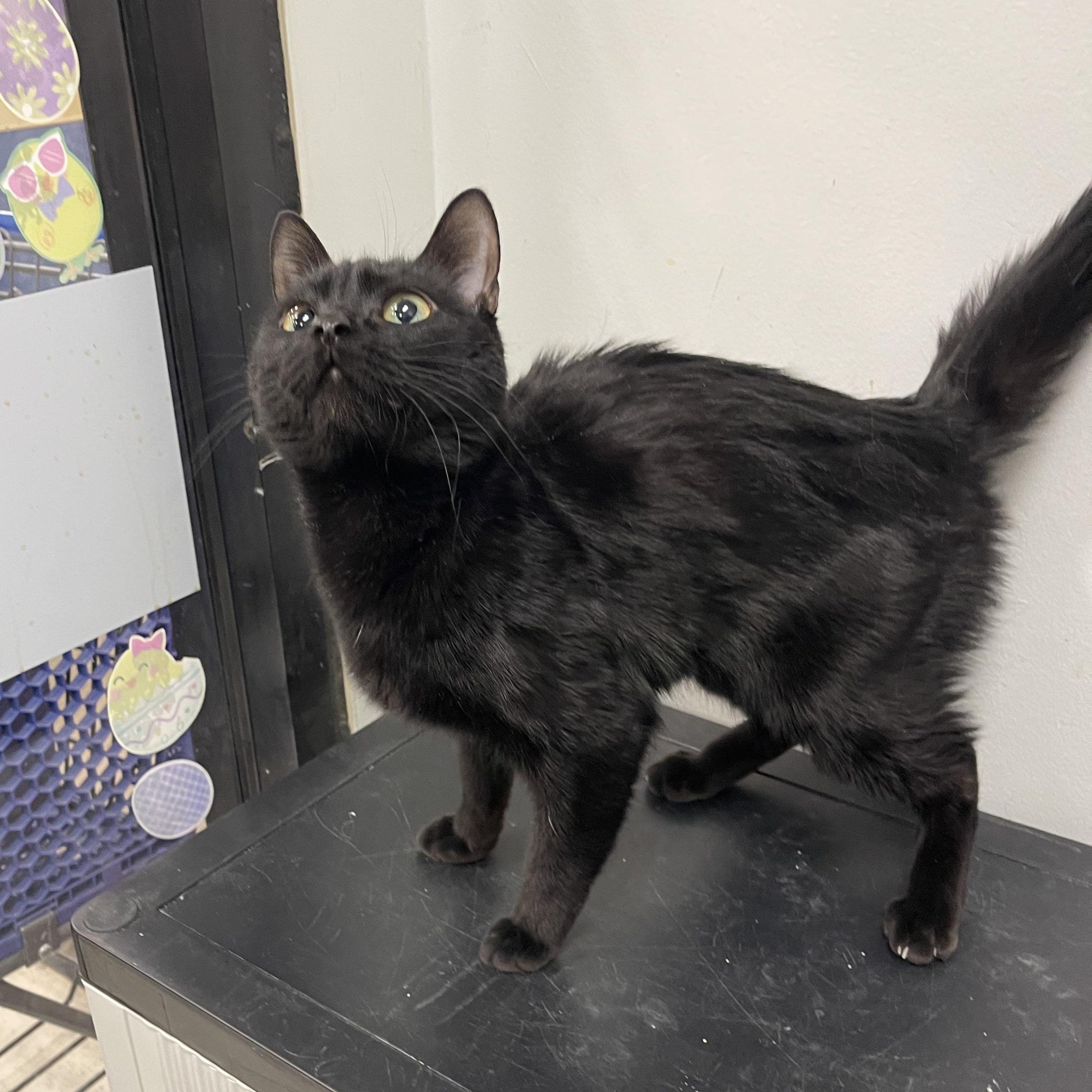 Enlarge Clatty @ Livonia PetSmart ~Adoptedd 3/7/26, an adopted mixed breed in Livonia, MI image 2/4