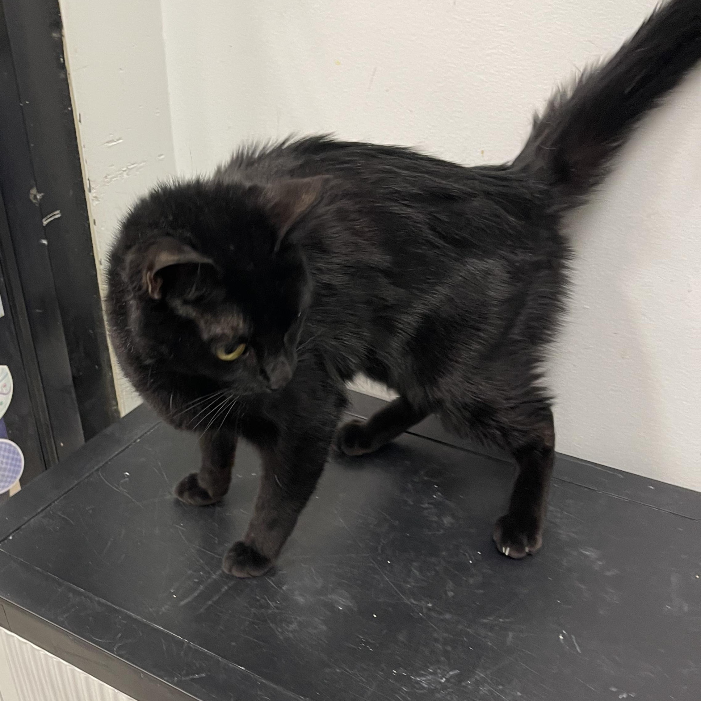 Enlarge Clatty @ Livonia PetSmart ~Adoptedd 3/7/26, an adopted mixed breed in Livonia, MI image 3/4