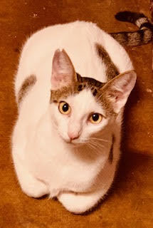 Alika, Adoptable, Adult Female Domestic Short Hair.