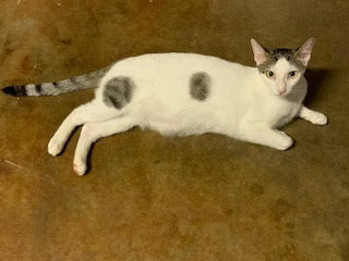 Alika, a Adoptable Domestic Short Hair in Mililani, HI image 2/3